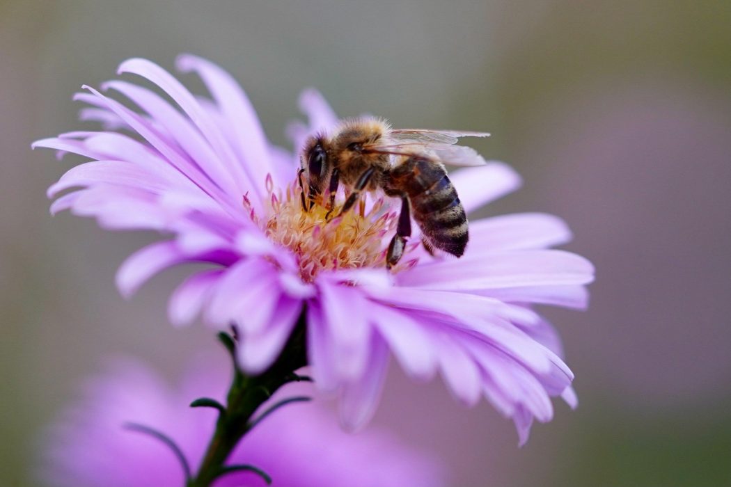 Bee 5618012 1