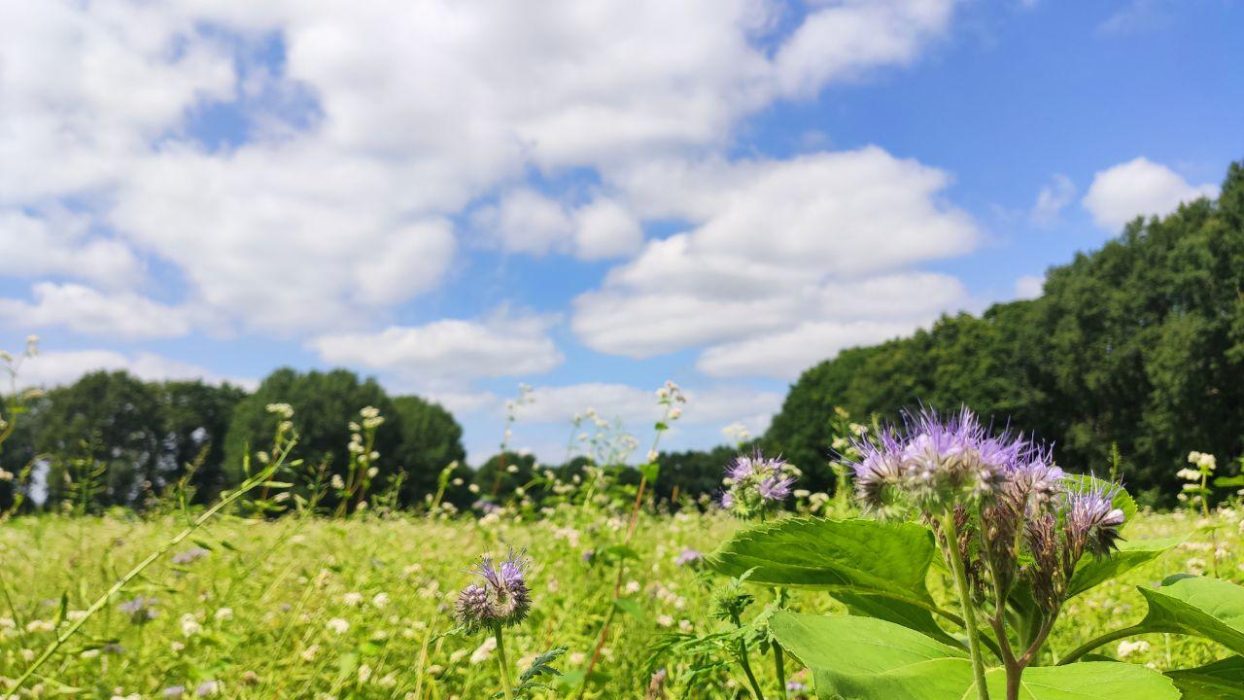 Bluehwiese